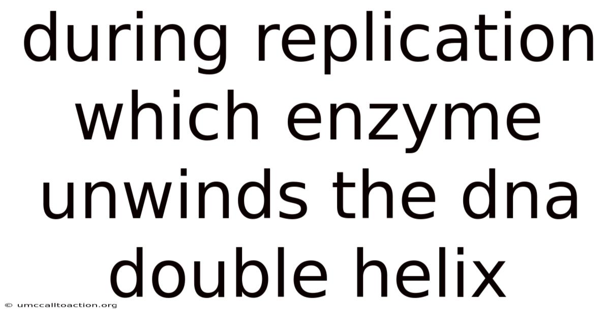 During Replication Which Enzyme Unwinds The Dna Double Helix