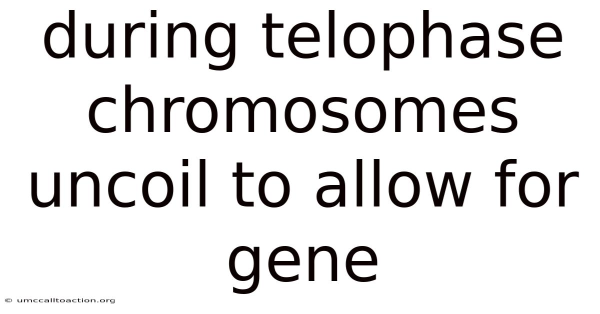 During Telophase Chromosomes Uncoil To Allow For Gene
