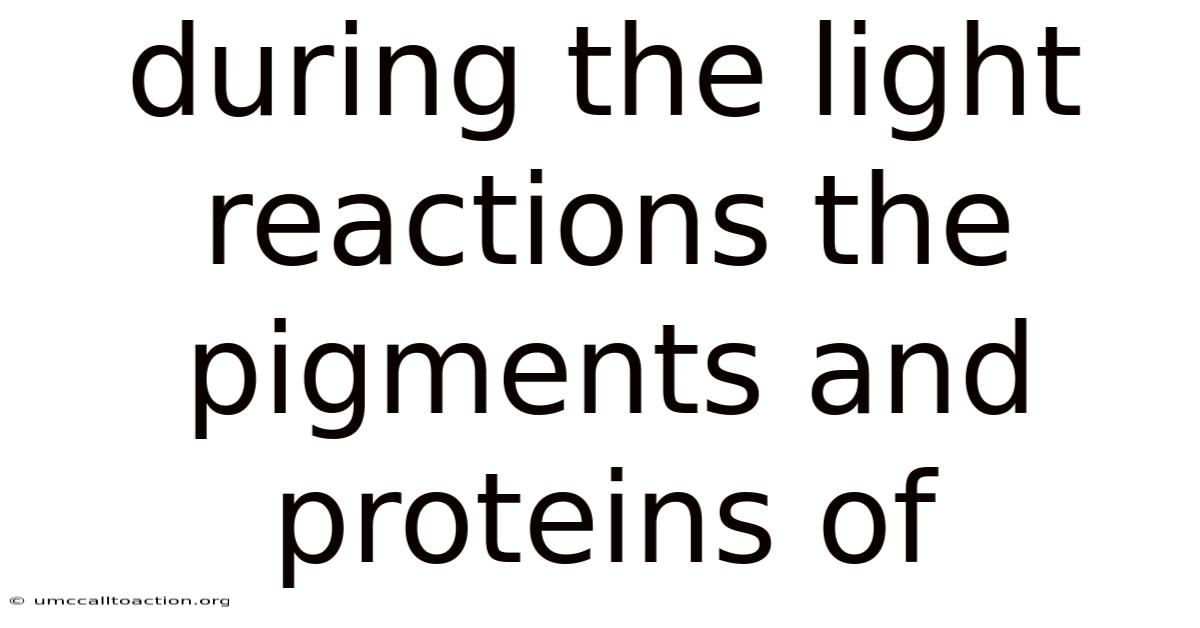 During The Light Reactions The Pigments And Proteins Of