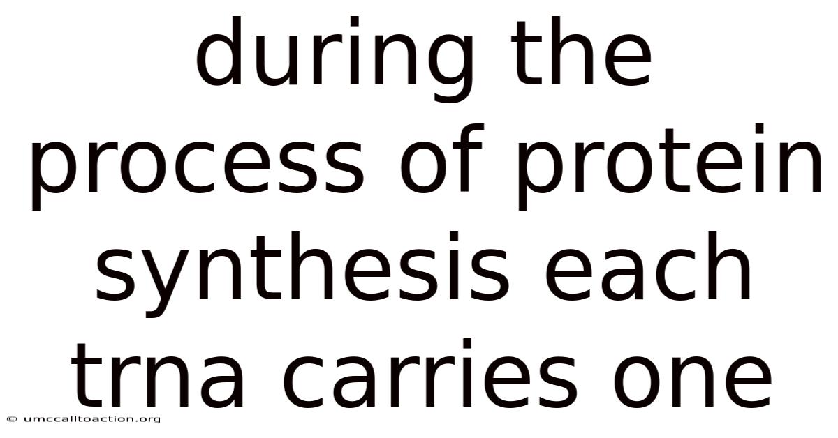During The Process Of Protein Synthesis Each Trna Carries One
