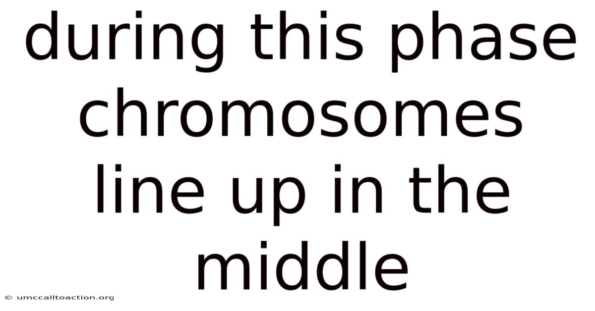 During This Phase Chromosomes Line Up In The Middle