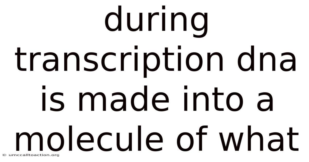 During Transcription Dna Is Made Into A Molecule Of What