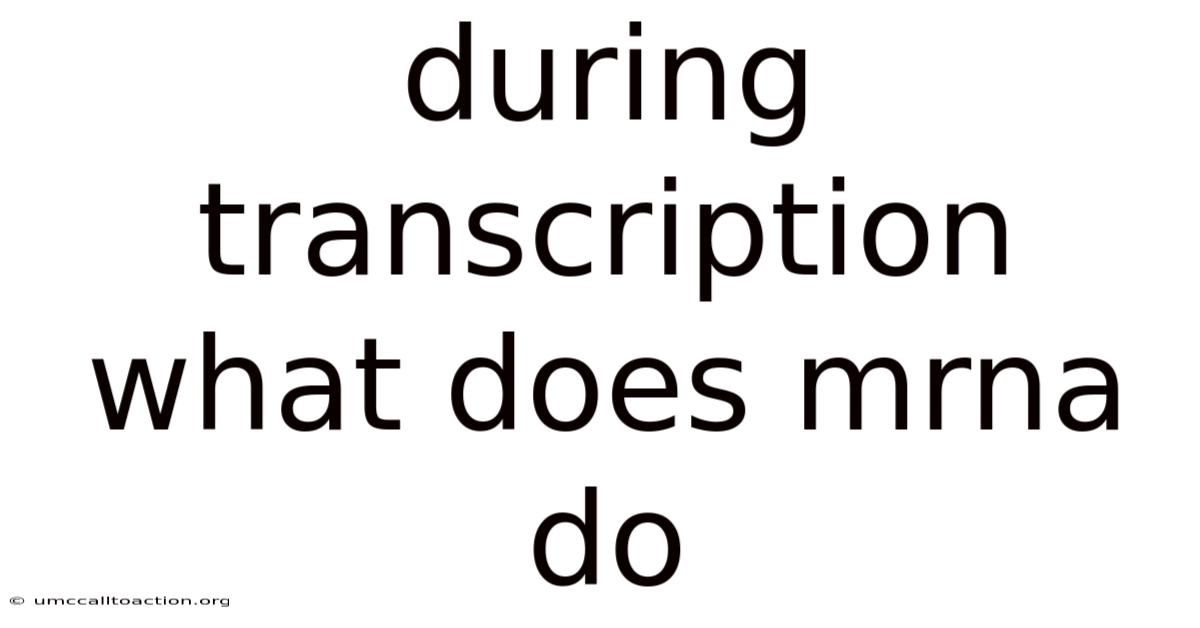 During Transcription What Does Mrna Do