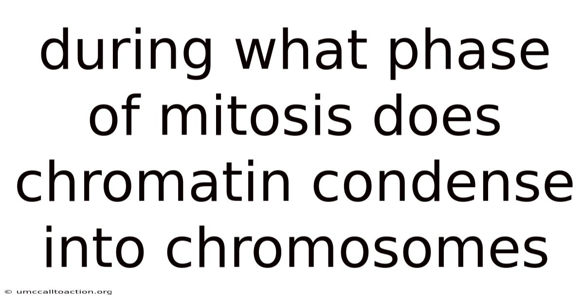 During What Phase Of Mitosis Does Chromatin Condense Into Chromosomes