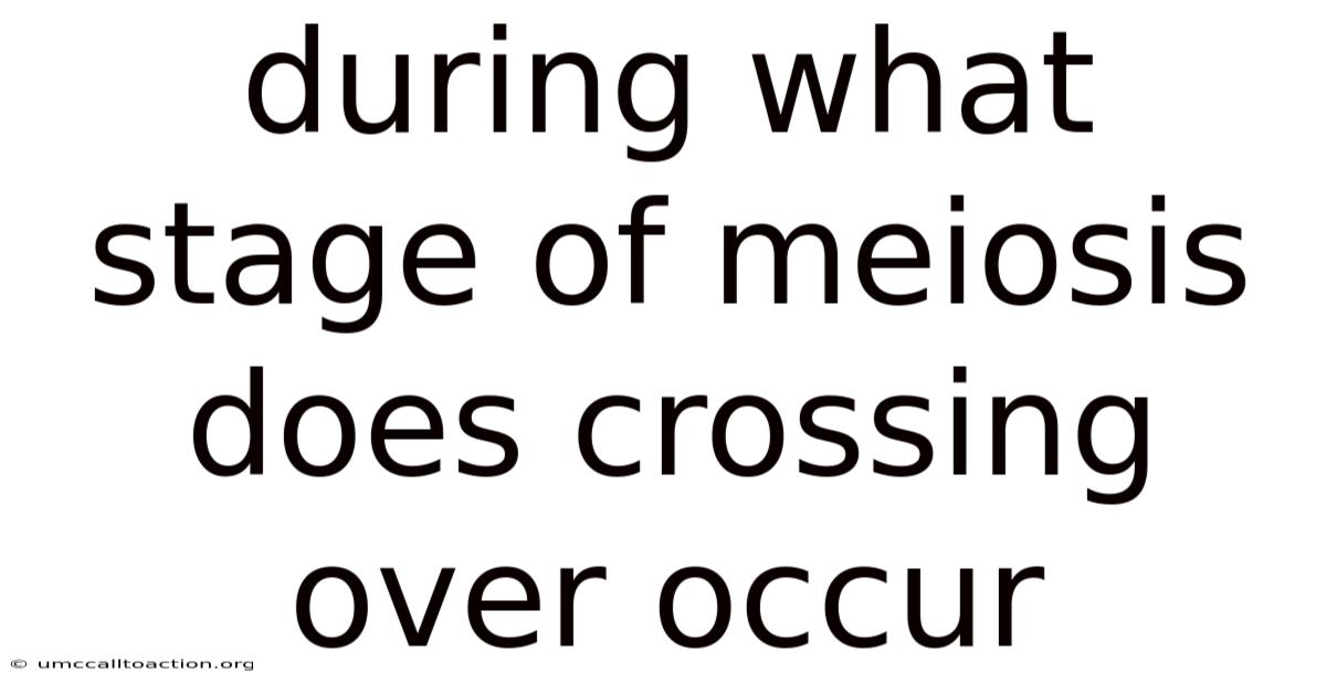 During What Stage Of Meiosis Does Crossing Over Occur