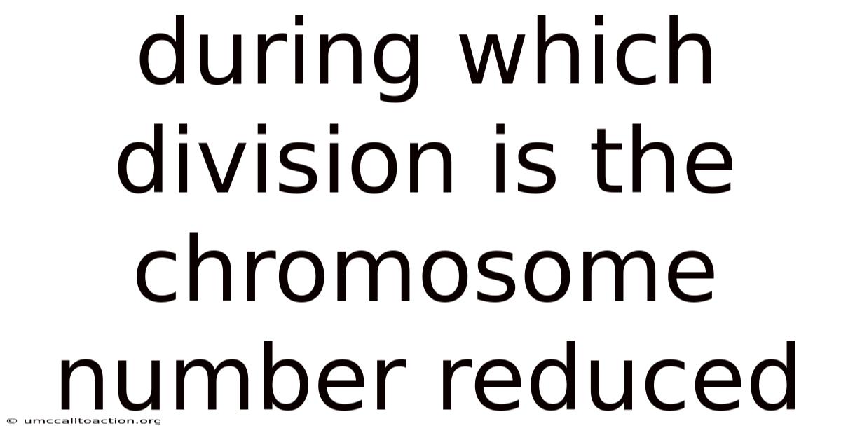 During Which Division Is The Chromosome Number Reduced