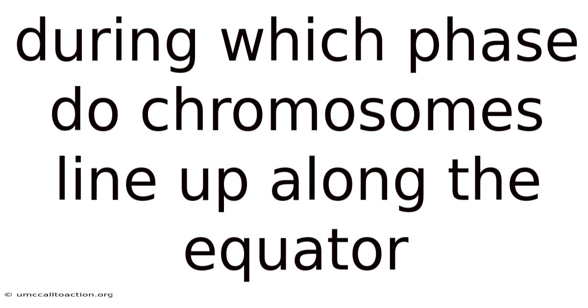 During Which Phase Do Chromosomes Line Up Along The Equator