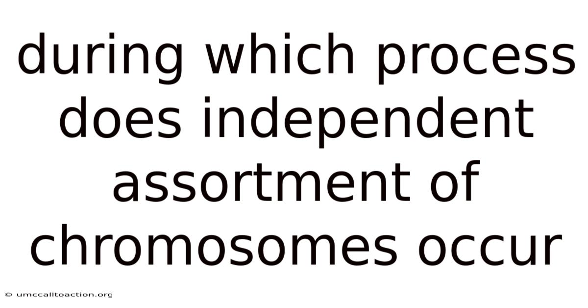 During Which Process Does Independent Assortment Of Chromosomes Occur