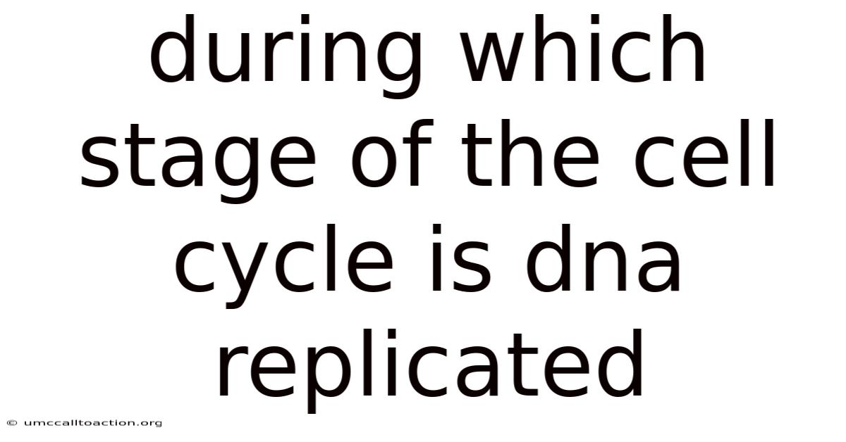 During Which Stage Of The Cell Cycle Is Dna Replicated