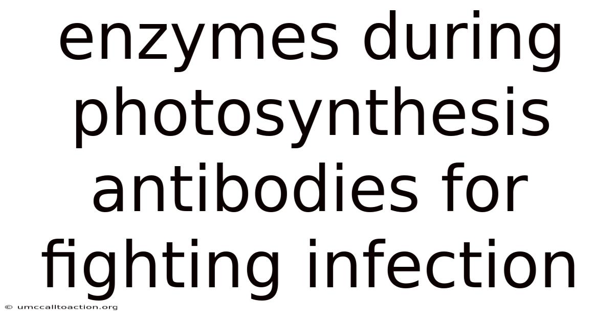 Enzymes During Photosynthesis Antibodies For Fighting Infection
