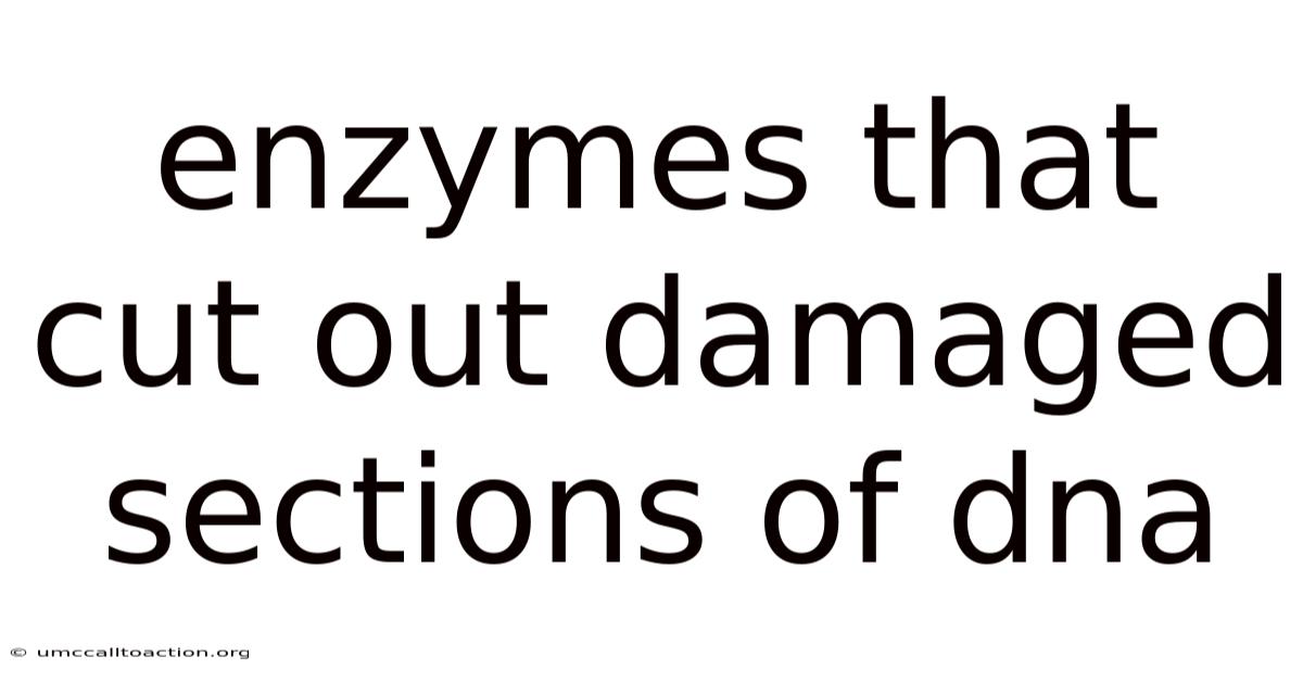 Enzymes That Cut Out Damaged Sections Of Dna