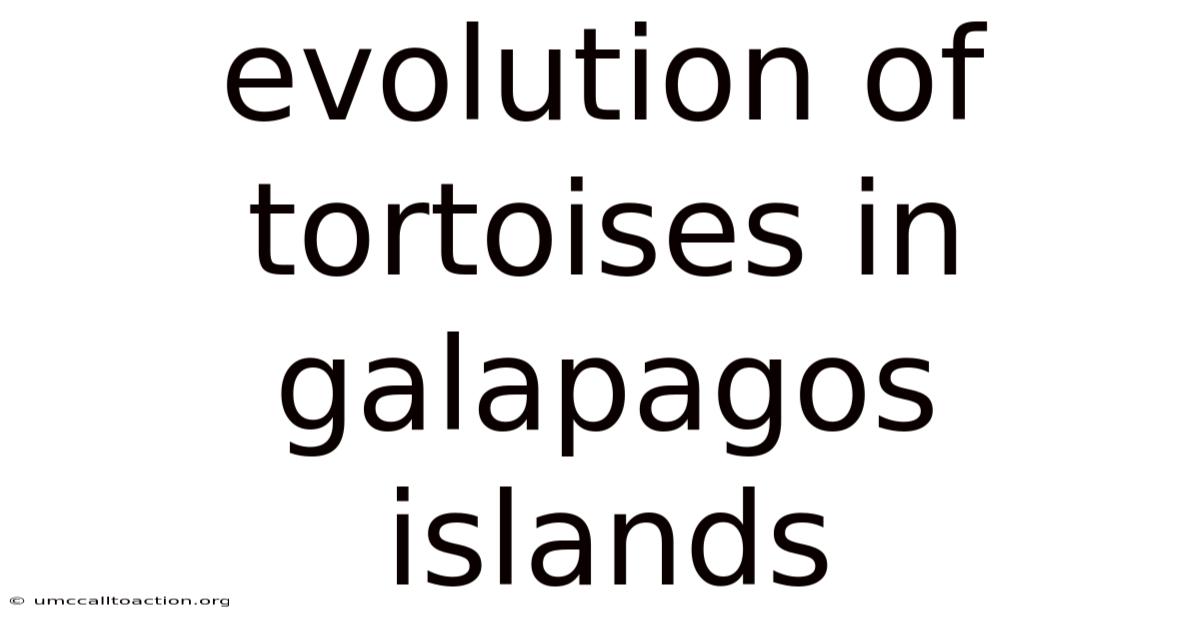 Evolution Of Tortoises In Galapagos Islands