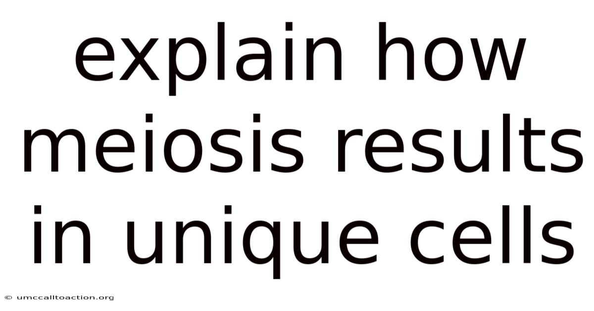 Explain How Meiosis Results In Unique Cells