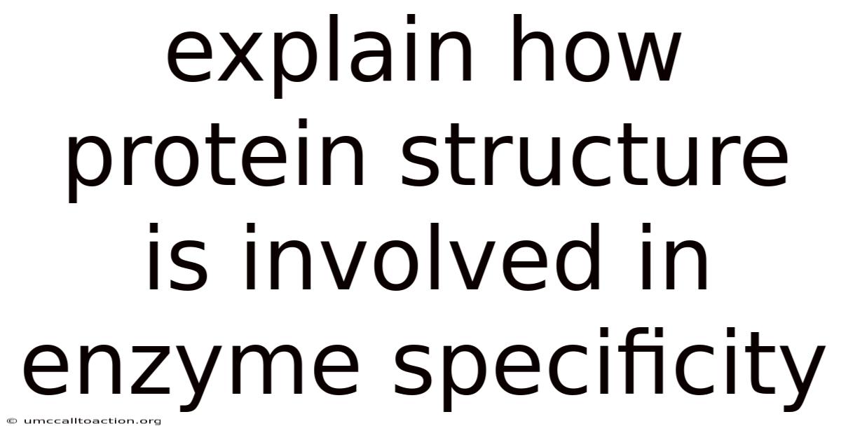 Explain How Protein Structure Is Involved In Enzyme Specificity