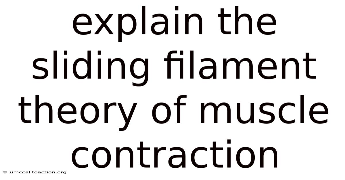 Explain The Sliding Filament Theory Of Muscle Contraction