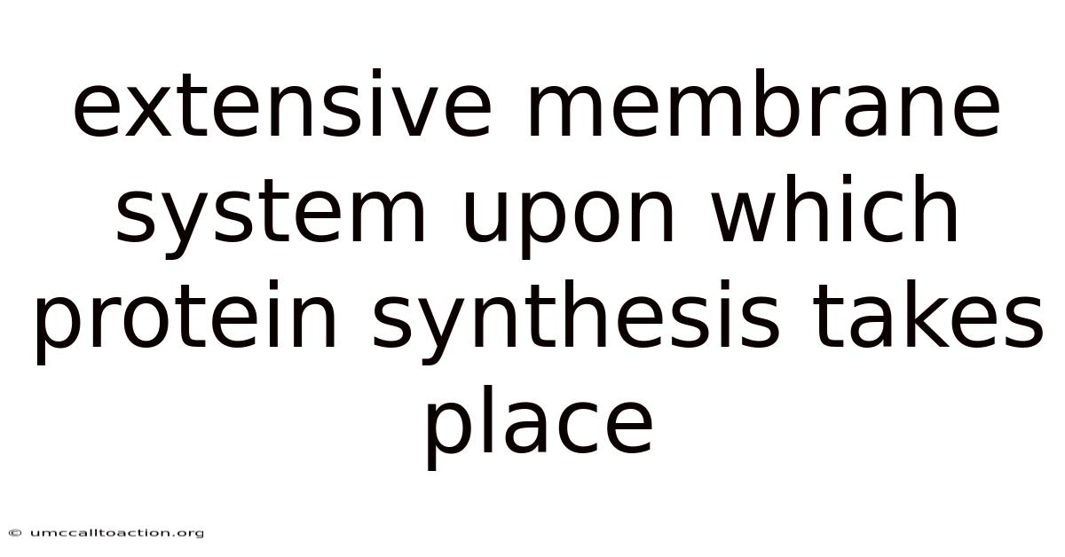 Extensive Membrane System Upon Which Protein Synthesis Takes Place