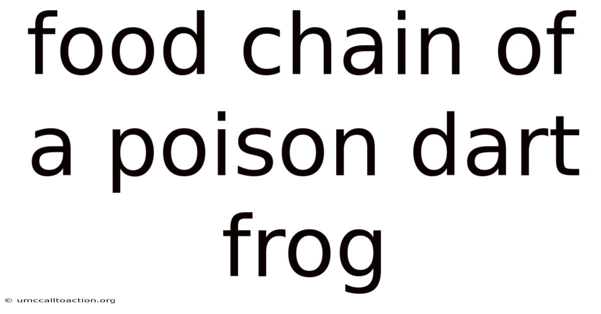 Food Chain Of A Poison Dart Frog