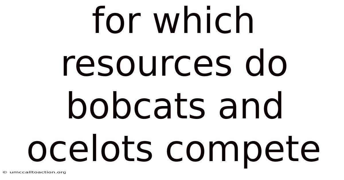 For Which Resources Do Bobcats And Ocelots Compete