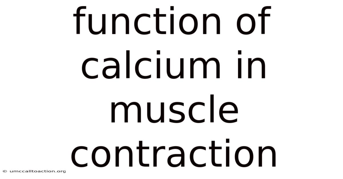 Function Of Calcium In Muscle Contraction