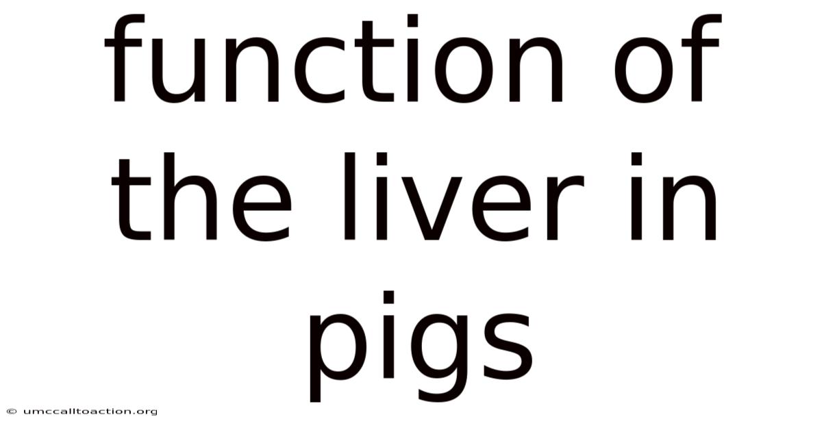 Function Of The Liver In Pigs