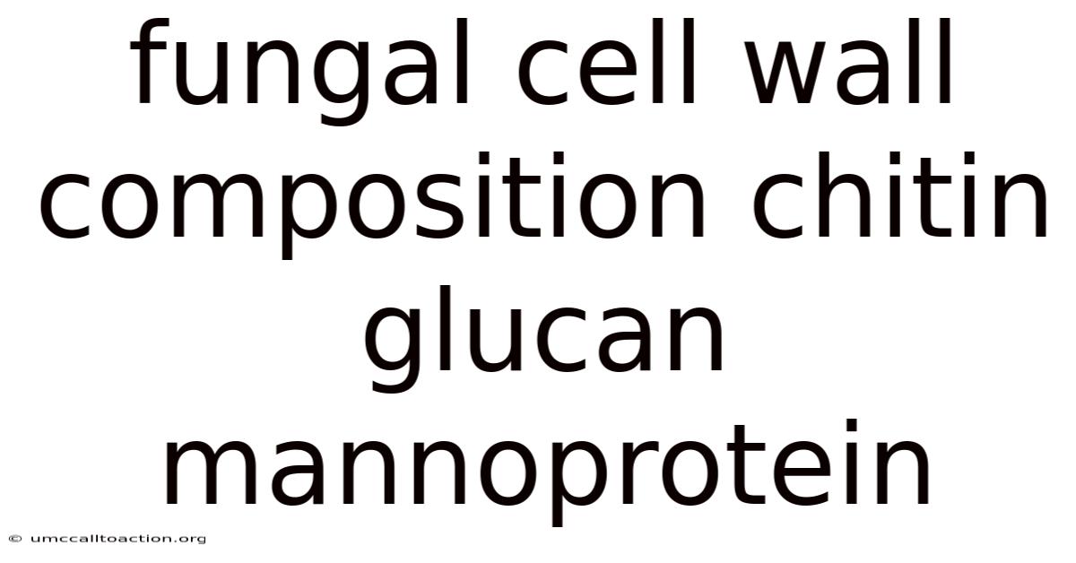 Fungal Cell Wall Composition Chitin Glucan Mannoprotein