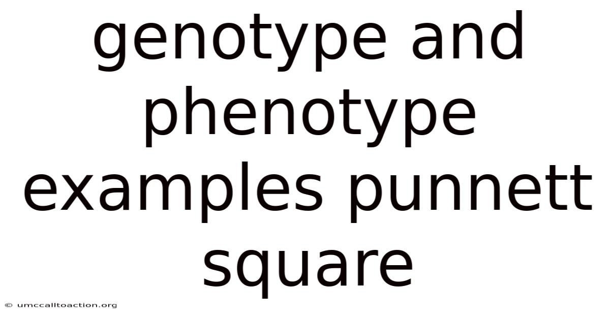 Genotype And Phenotype Examples Punnett Square