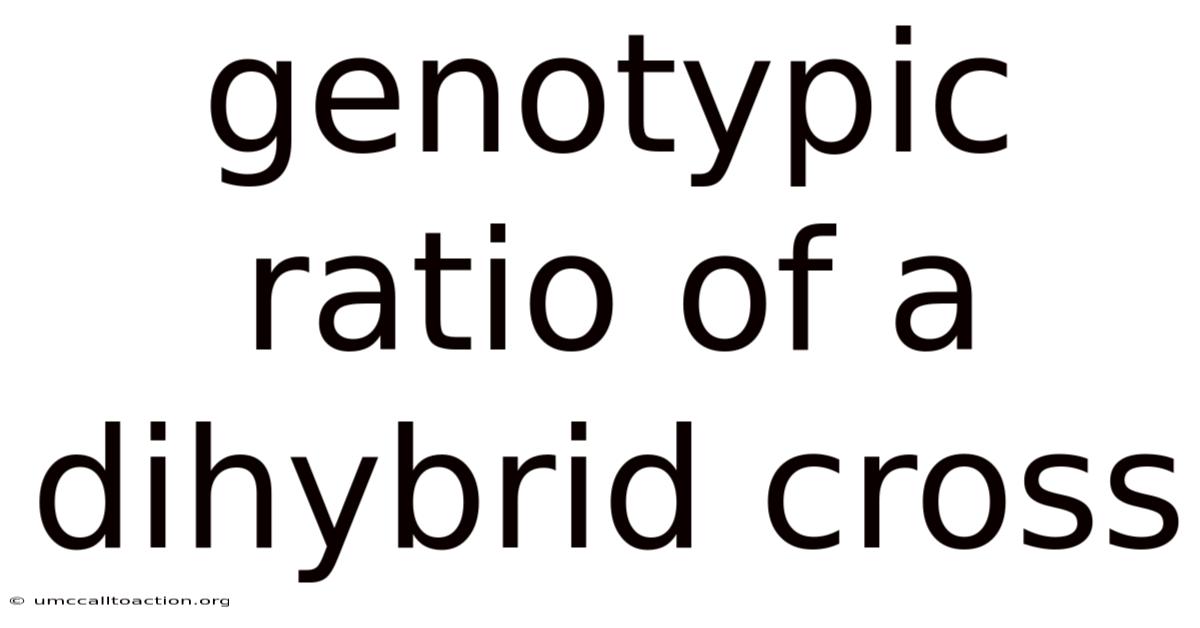 Genotypic Ratio Of A Dihybrid Cross