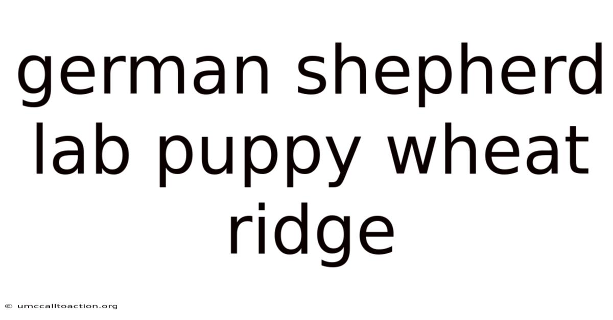 German Shepherd Lab Puppy Wheat Ridge