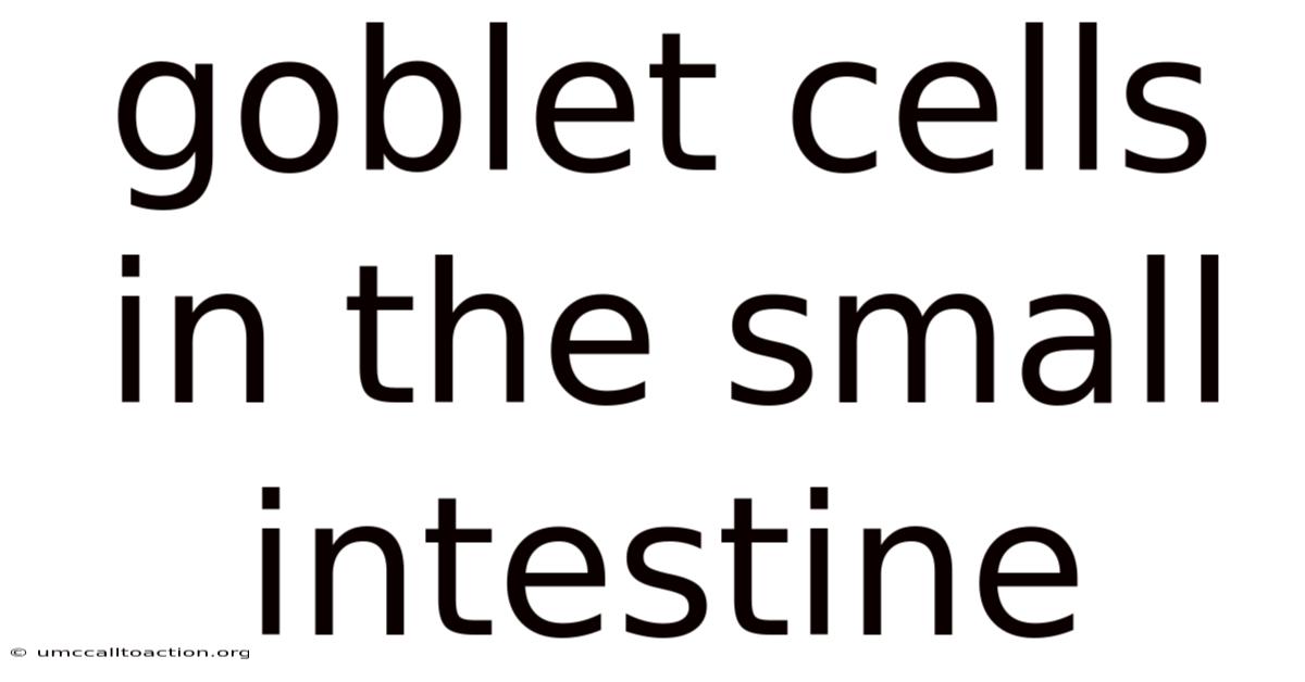 Goblet Cells In The Small Intestine