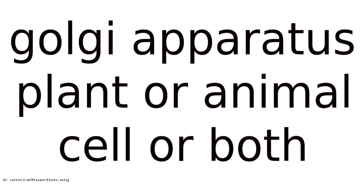 Golgi Apparatus Plant Or Animal Cell Or Both