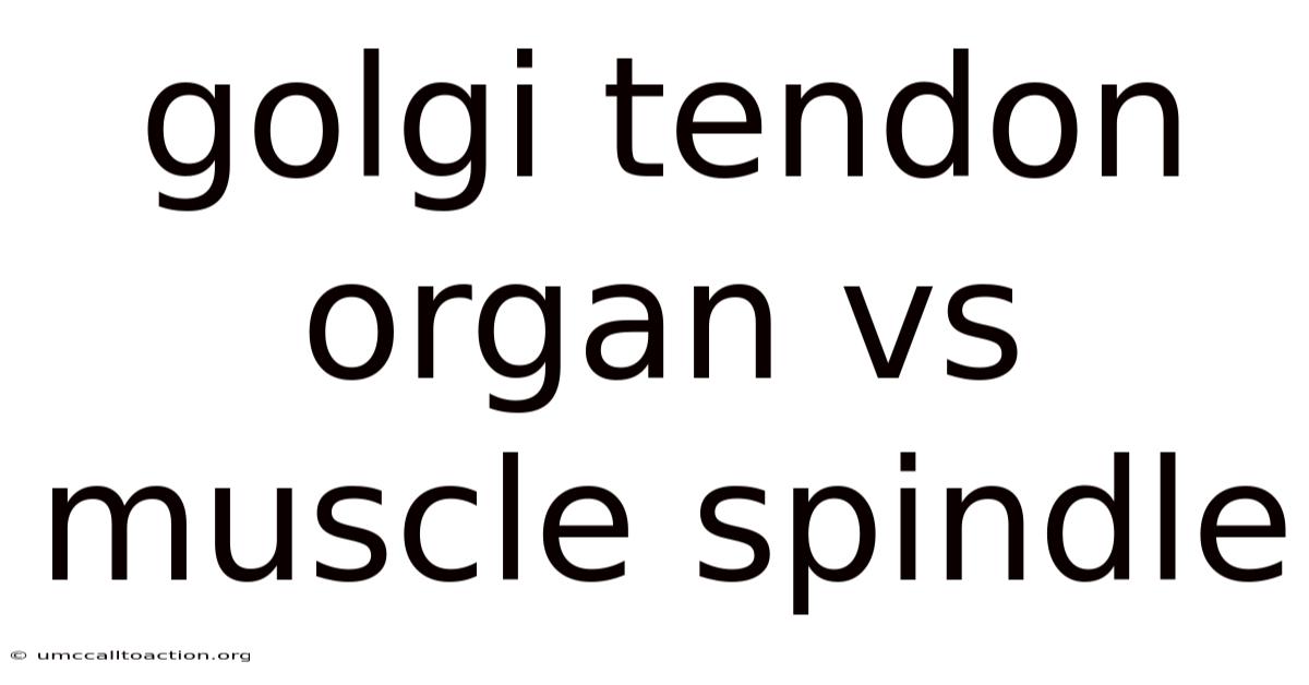 Golgi Tendon Organ Vs Muscle Spindle