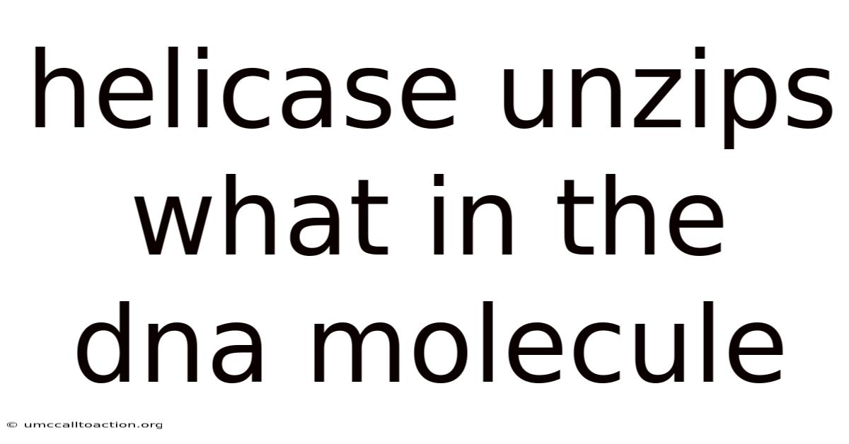 Helicase Unzips What In The Dna Molecule