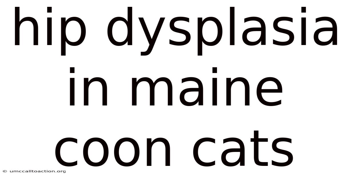 Hip Dysplasia In Maine Coon Cats