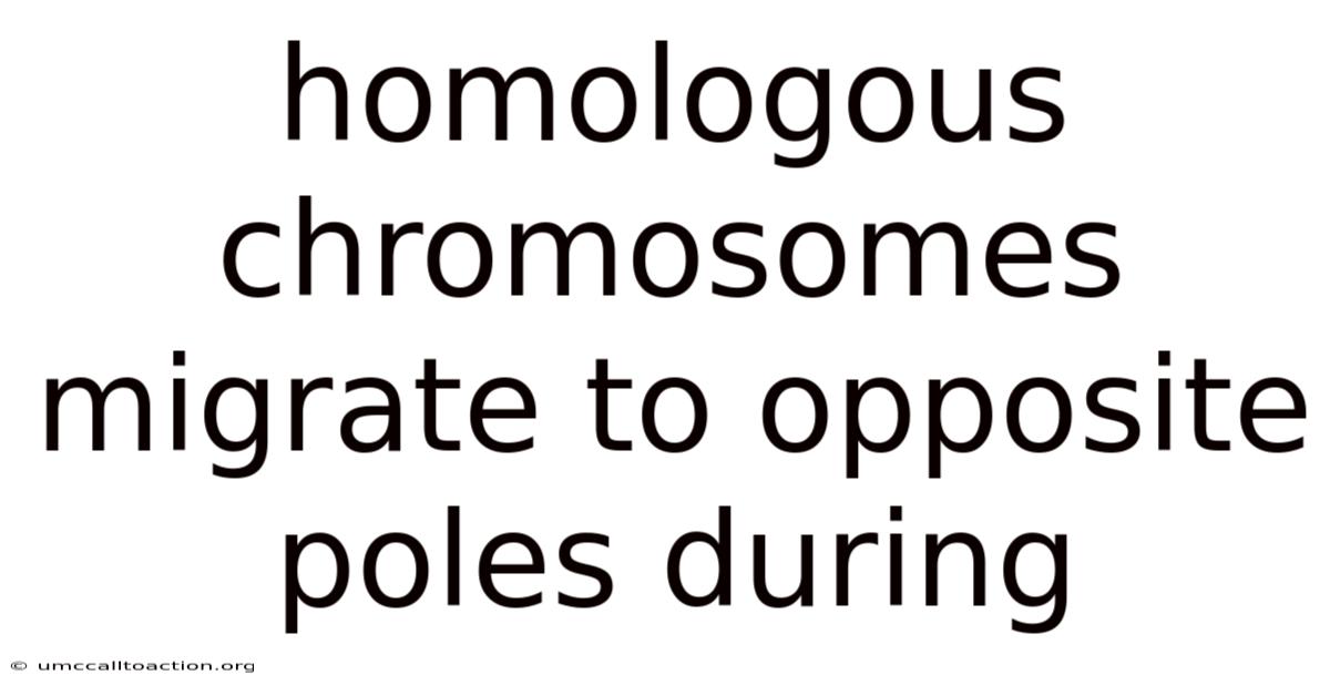 Homologous Chromosomes Migrate To Opposite Poles During