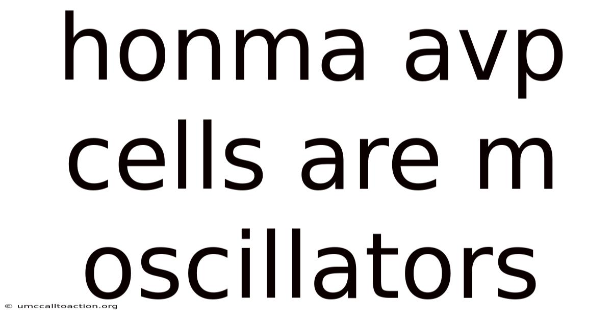 Honma Avp Cells Are M Oscillators