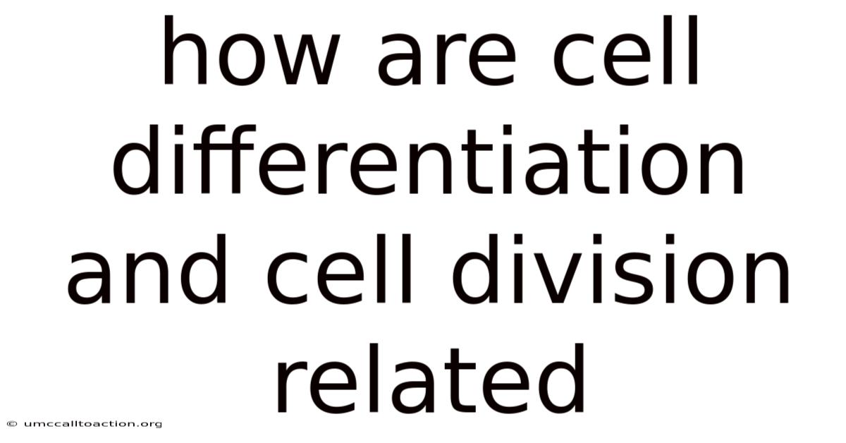 How Are Cell Differentiation And Cell Division Related