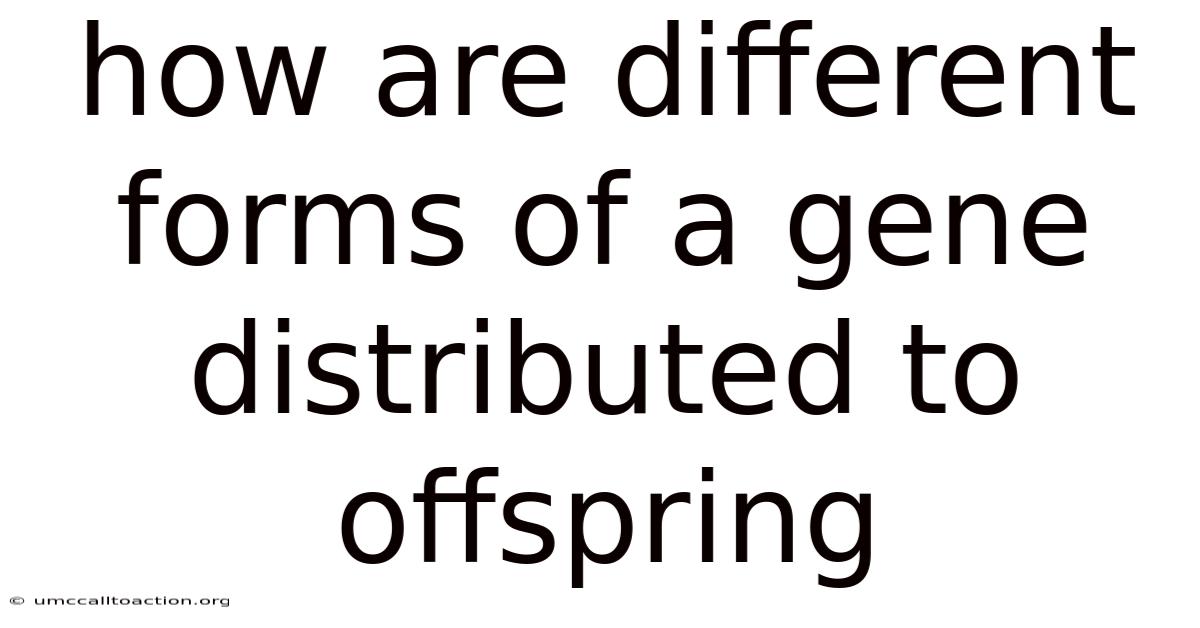 How Are Different Forms Of A Gene Distributed To Offspring