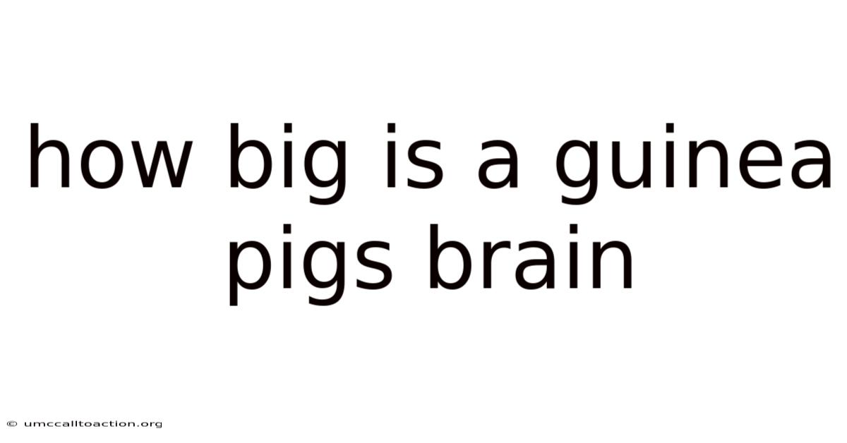 How Big Is A Guinea Pigs Brain