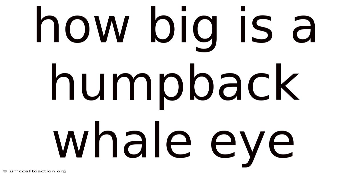 How Big Is A Humpback Whale Eye