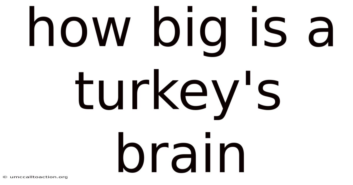 How Big Is A Turkey's Brain