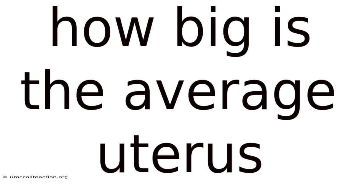 How Big Is The Average Uterus