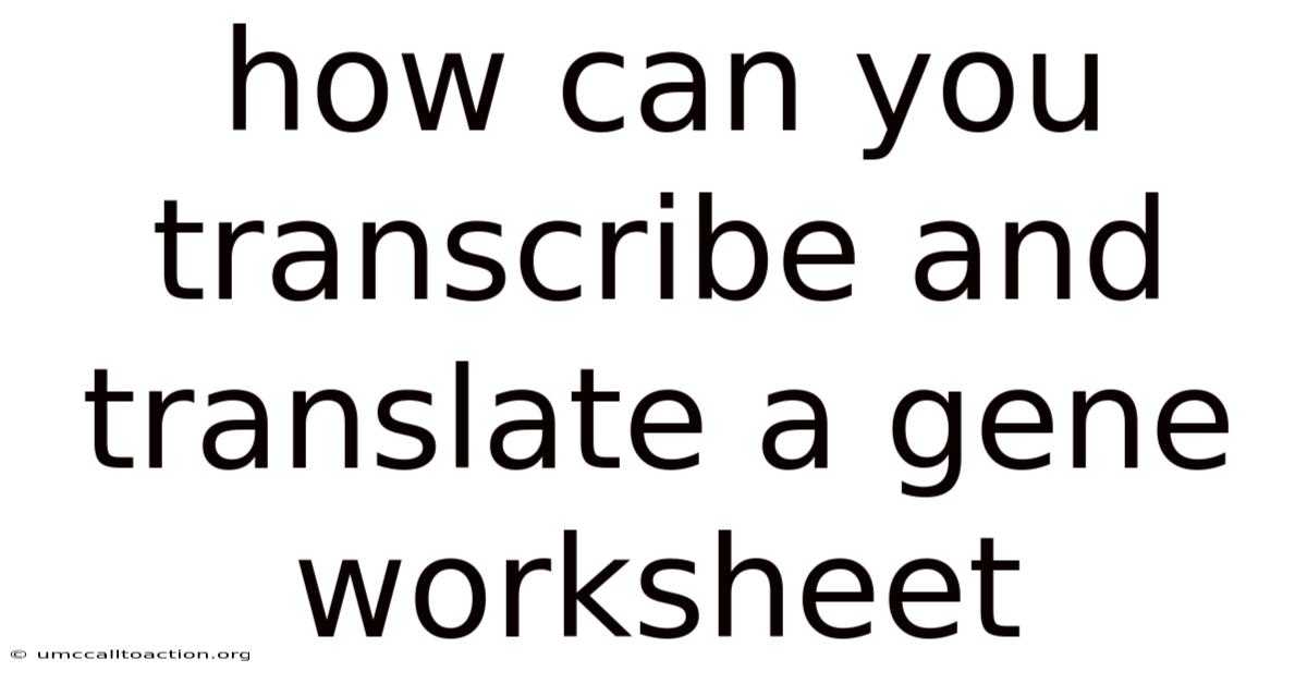 How Can You Transcribe And Translate A Gene Worksheet