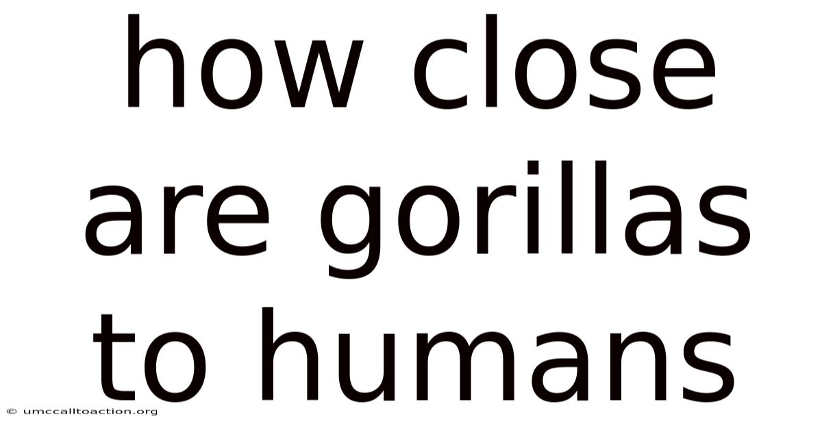 How Close Are Gorillas To Humans