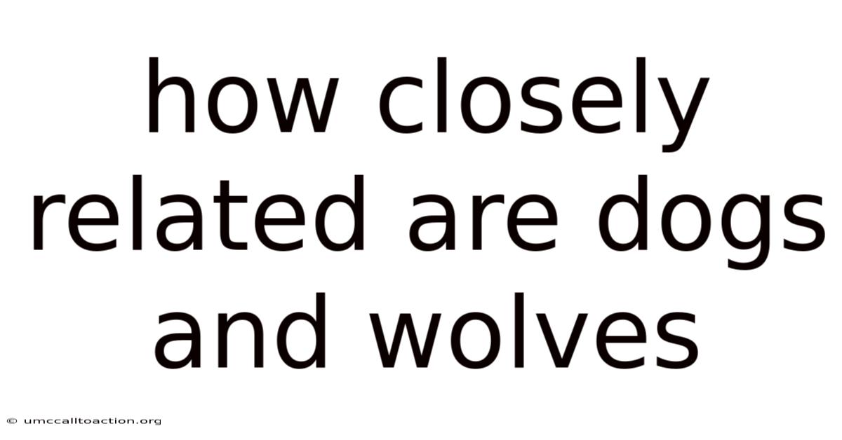 How Closely Related Are Dogs And Wolves