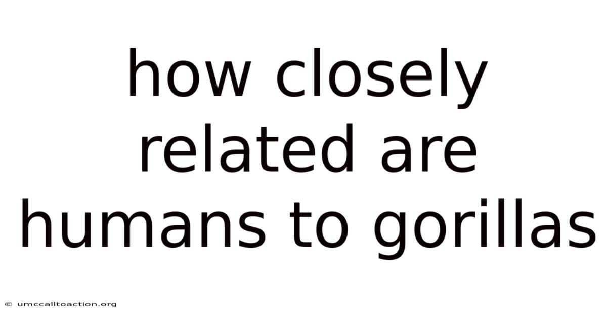 How Closely Related Are Humans To Gorillas