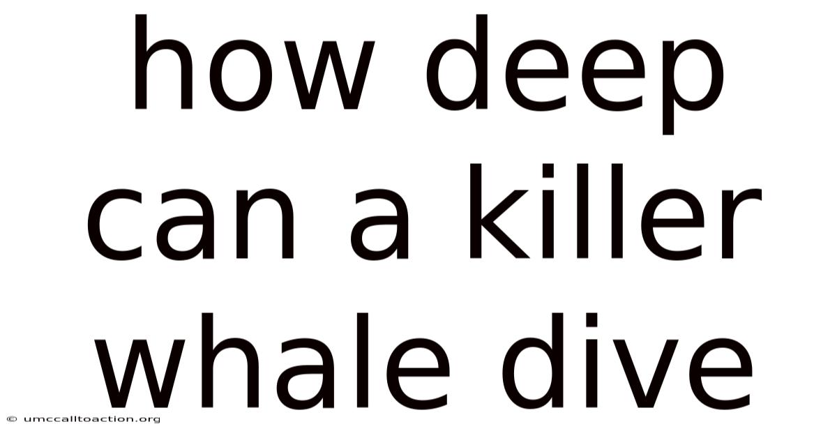 How Deep Can A Killer Whale Dive