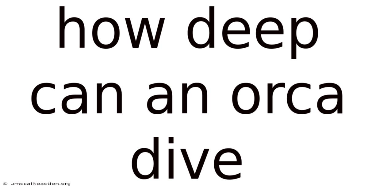 How Deep Can An Orca Dive