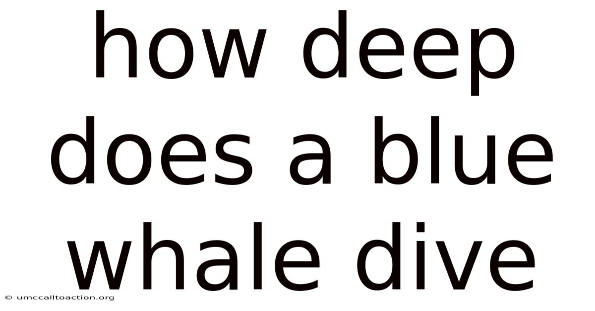 How Deep Does A Blue Whale Dive