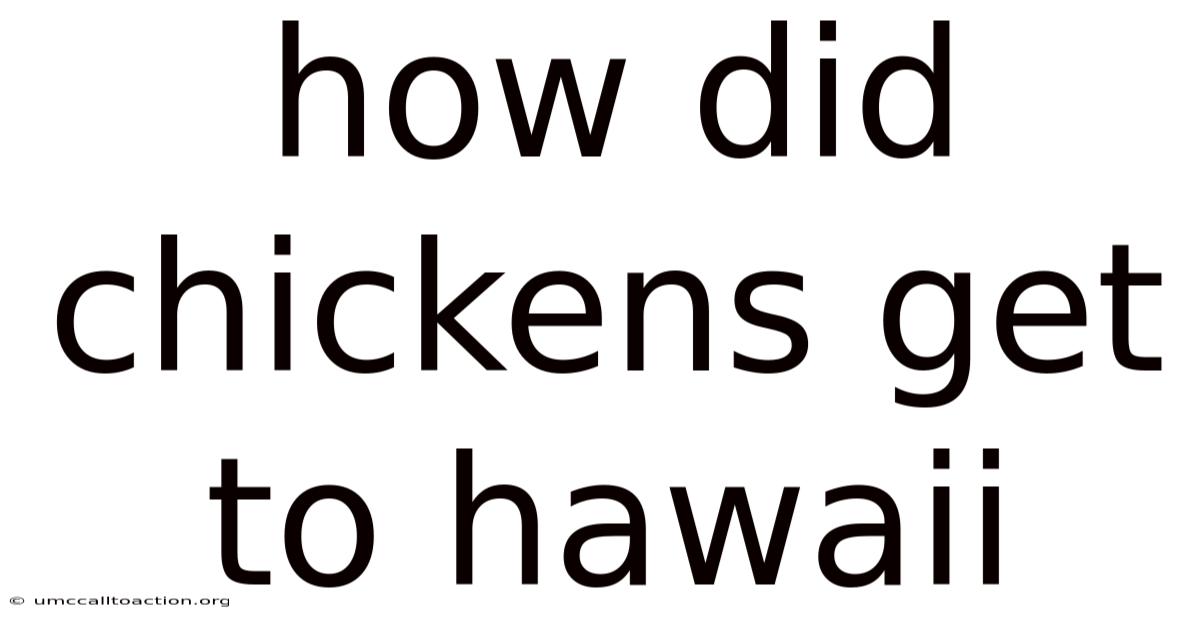 How Did Chickens Get To Hawaii