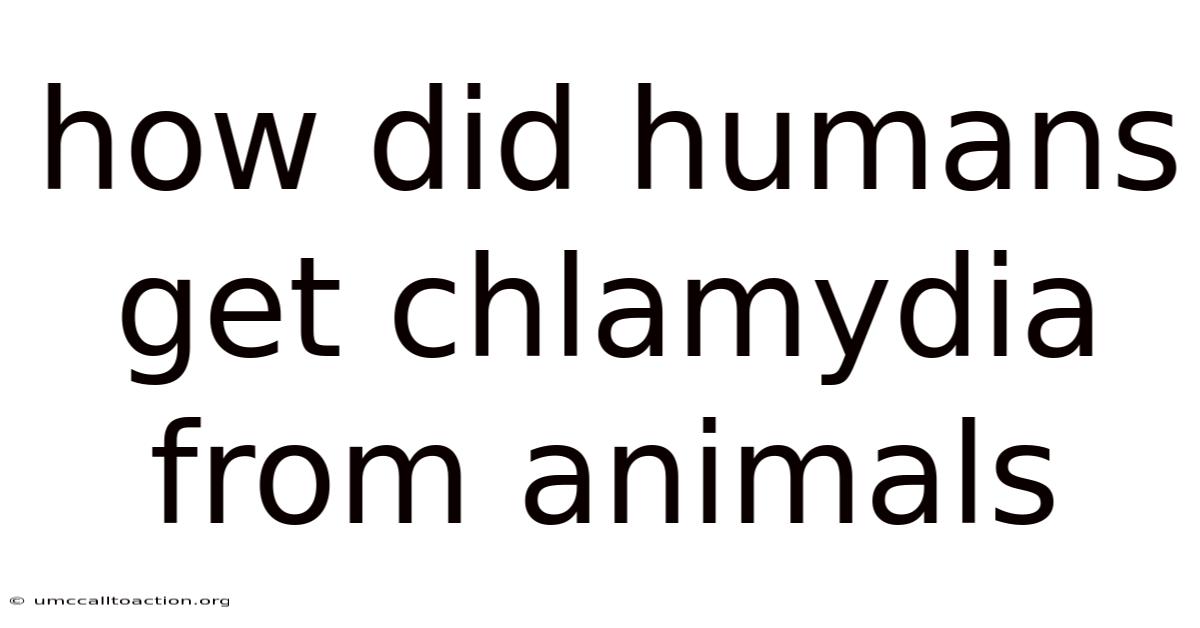 How Did Humans Get Chlamydia From Animals